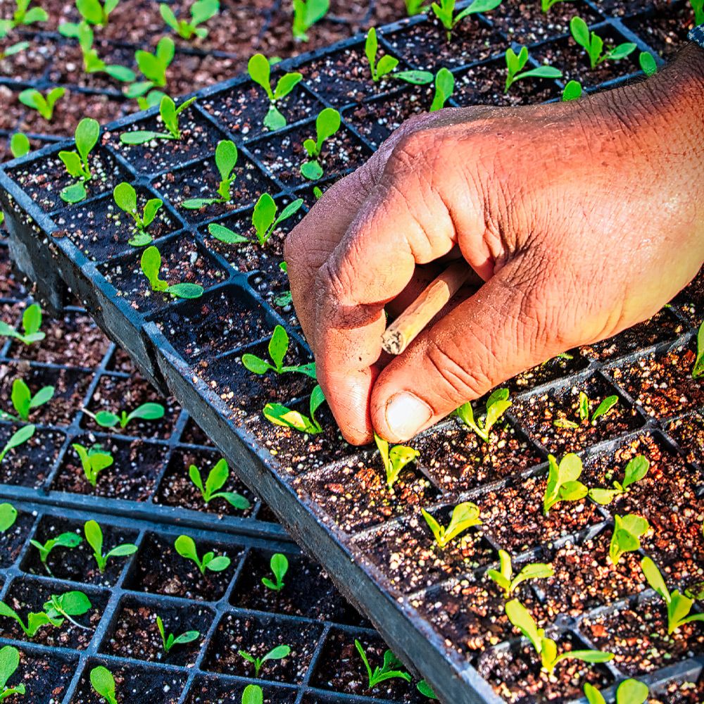 Union française des semenciers David Delhaye